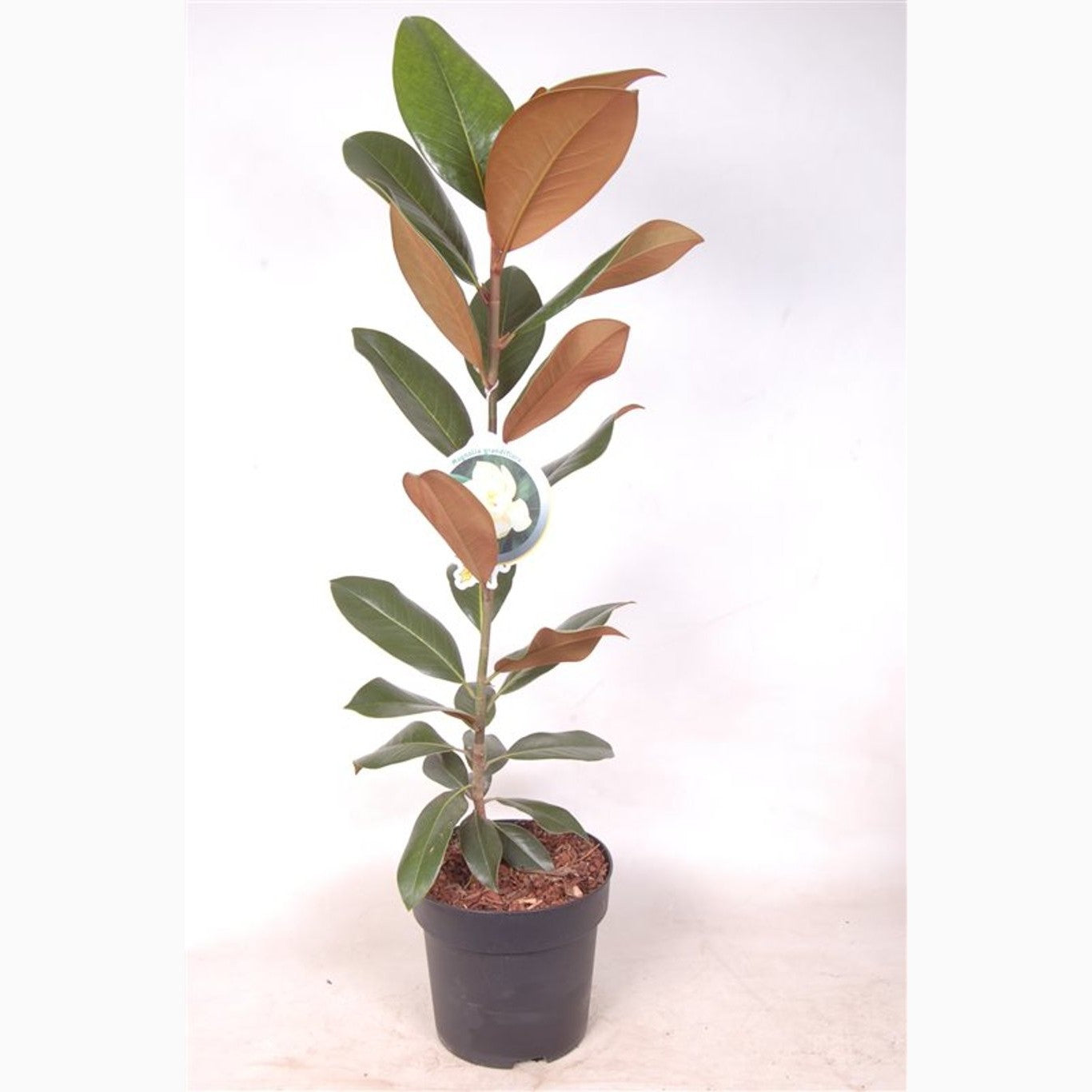 Magnolia – Magnolia grandiflora - C5 60-80 CM